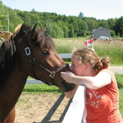 Introducing a new breed to Ontario, Canada ! The Chincoteague Pony makes the perfect sport horse, children's mount and best friend :)