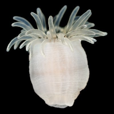 DigInverts Profile