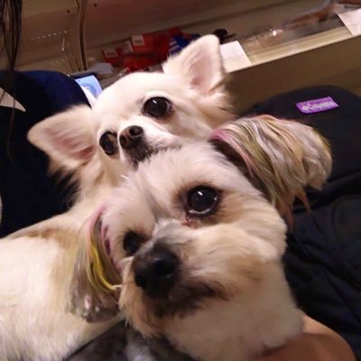 🐶🐾動物に関わる仕事がしたくて✂️トリマーになりました🐩A級トリマー&愛犬飼育管理士🤗🐶はな🐾と🐶ひめ🐾は保護団体ひだまりとひるねの会さんより譲渡して頂き、我が家の大切な家族になりました🥳仲良くして下さいね🐾DM✖️