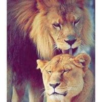 الأسد العنيف (@fahlmasry2022) 's Twitter Profile