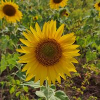 Annie Fuller (@anniefuller09) 's Twitter Profile