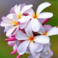 Emran Hossain (@emran5544) 's Twitter Profile