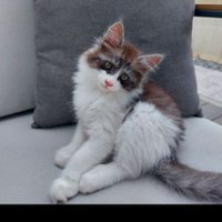 bleublancblue (@glabstas) Twitter profile photo