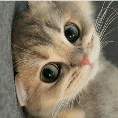 Rahulku45762372's profile picture. 