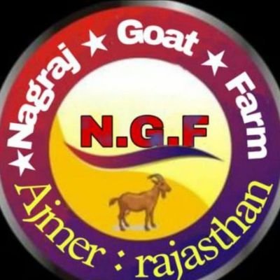 rajasthan whole sale dealers All breeds goat