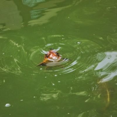 crickeater's profile picture. 