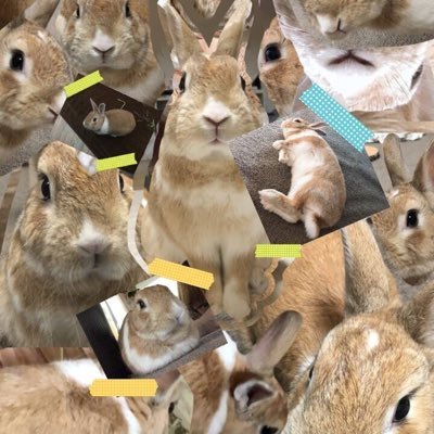 はいい🍤さんのプロフィール画像
