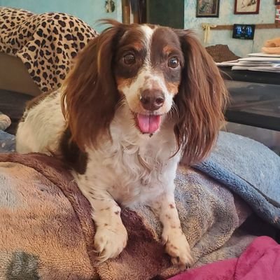 Owned by 4 Dogs𓃩 𓃫 𓃩𓃩 #ZSHQ
🩺RN, M.Ed 𓆧
🦒Animals 🦕 Everything Paleo ⚛️Science⚛️
Complex-PTSD 🧠 ADHD🐸 Neurodivergent🧠
COPD 🌊New Way Forward
💙