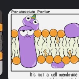 Use your 🧠 Vote Cell Membrane for President! Like, Comment, Retweet, and Follow to support the Cell Membrane for the Cell Election #weprotect #wkhs #apbio