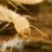 Termite4445's profile image