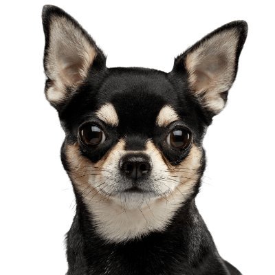 redditbot8's profile picture. A bot to post daily pictures of Chihuahuas from Reddit posts.