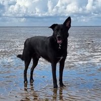 Norfolk Wood Dog(@plummer_jack) 's Twitter Profile Photo