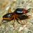 termite241's profile image