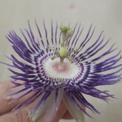 PbyBhB's profile picture. Chill... life's good❤