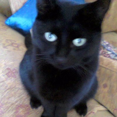 KarenPr23715044's profile picture. The Prince&Princess of Wales💙..PATRIOT/REFORM FOR WALES! ..Proud of our Military & Supporter of Veterans...Adores animals 🐈‍⬛🐾🐕🐎🫠 ...NO DM's!