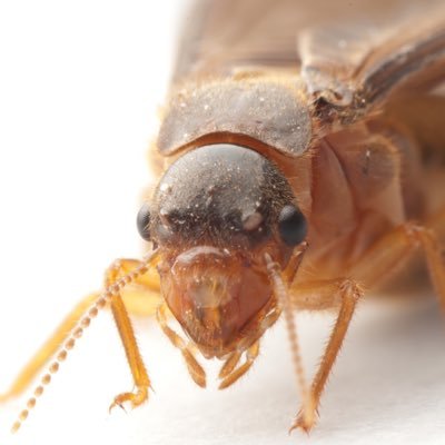 termite1213's profile picture. #wood #termite ||ex-intern at FBI - fitness influencer -felon || lover of wood