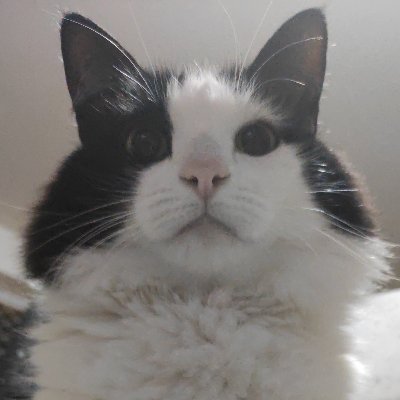 ocatgpriv's profile picture. lol, lmao even