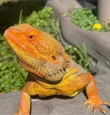 any type of bearded dragon you want I have it just DM me on my pp