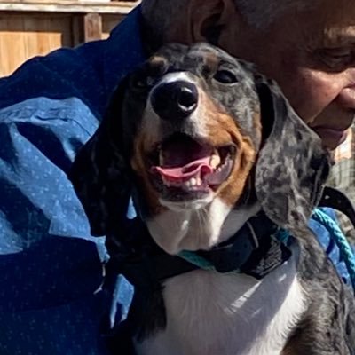 amblingaesthete's profile picture. dachshund mom. dormant poet battling writer’s block. PsyD in clinical psychology. trying to un-WEIRD psych by a drop.