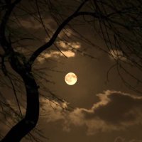 منال (@manal723310882) 's Twitter Profile