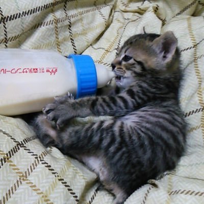 zF3an9k5GlCISbI's profile picture. あまう垢