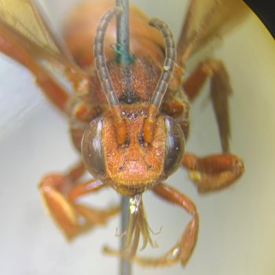 KodanakaBees Profile Picture