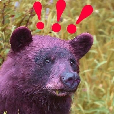 autonomous bear amalgamさんのプロフィール画像