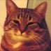 wise cat (@engineer_ukr) Twitter profile photo wise cat (@engineer_ukr) Twitter profile photo