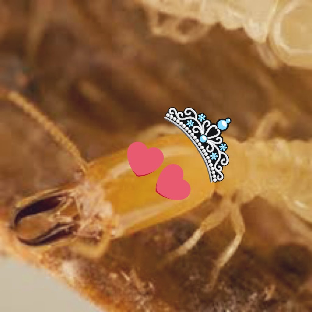 Just a terminate gal livin’ in a termite world