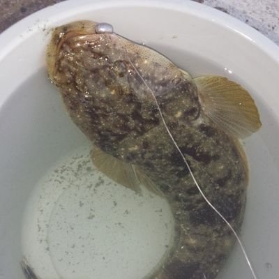 rQcZHz6wv8sJeHU's profile picture. 福岡大分で釣る🔰スーパーソルトアングラー🔰皆様のご理解ご協力のもと県別アングラーリストを(勝手に)作らせてもらっております。アングラーの皆様、ご協力本当にありがとうございます。ぜひリスト見てね！🐟️リンクは地元釣具店の釣果日記