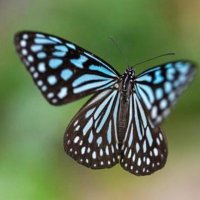 Butterfly (@dream2040v) 's Twitter Profile