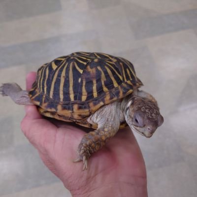 hayasasikun's profile picture. カメ好きです。殖えた個体を卵でお分けします。現在直接取引でお願いしております。信頼を得るように丁寧に対応します。現在セマルハコガメ、ミツユビハコガメ、キタニシキハコガメ、の卵を販売しております。