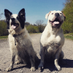 Bex Widdicombe (@widdicombebex) Twitter profile photo Bex Widdicombe (@widdicombebex) Twitter profile photo
