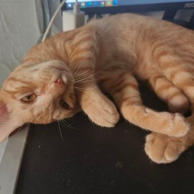 youqiaowen1's profile picture. 