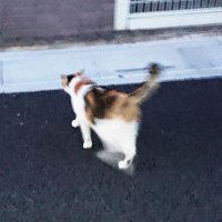 Esus4@みけ🐱 (@esus4_o_nyan) 's Twitter Profile Photo Esus4@みけ🐱 (@esus4_o_nyan) 's Twitter Profile Photo