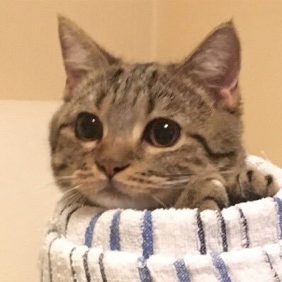 dajciemipierogi's profile picture. he/him