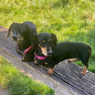 2 small dachshunds , living with their human , sleeping on the bed and generally living the life