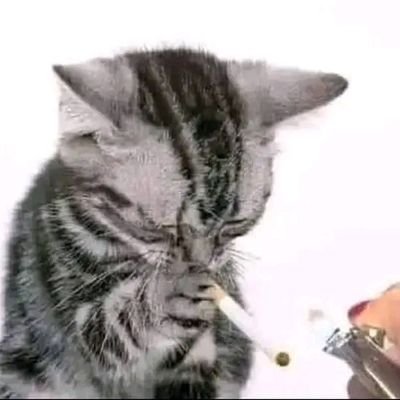 Gatさんのプロフィール画像