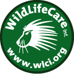 WLCI: De stichting die zich inzet voor het welzijn van mens en dier in Kenia. Onze visie: Wildlife beschermen door met de mensen te beginnen.
