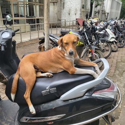 Historian of childhood and gender. Institute Postdoctoral Fellow @iitbombay| MPhil. @JNU | PhD @ETH Zurich | Dog lover. https://t.co/hNgi9TJsRz