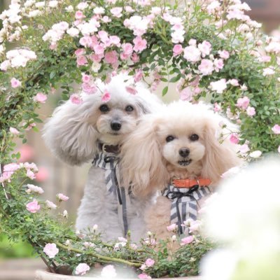 とやっちー