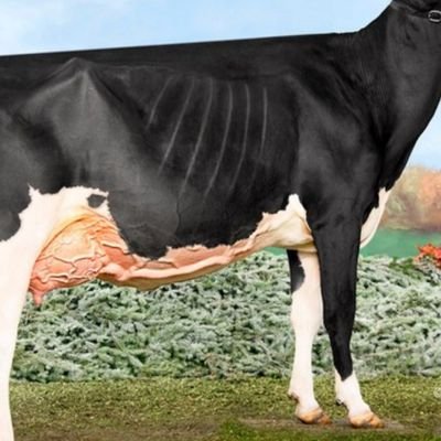 ZcXsnYYvcXA4S4K's profile picture. ただ、自分が好きな牛を載せます