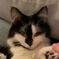 Lucy Kramer (@coolkittykramer) 's Twitter Profile