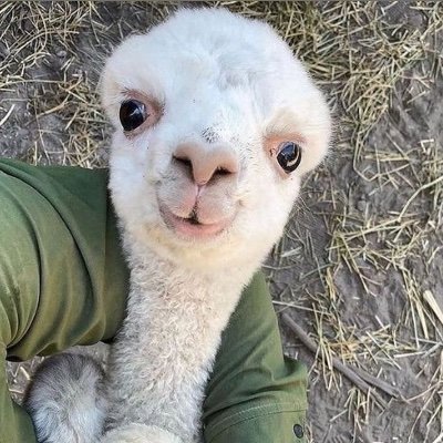 Patiperro, busco llenar mi vida de nuevos lugares, nuevas personas y nuevas experiencias