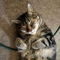 crature (@silik0n1) 's Twitter Profile