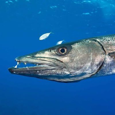 サハラ回遊魚ナツキさんのプロフィール画像
