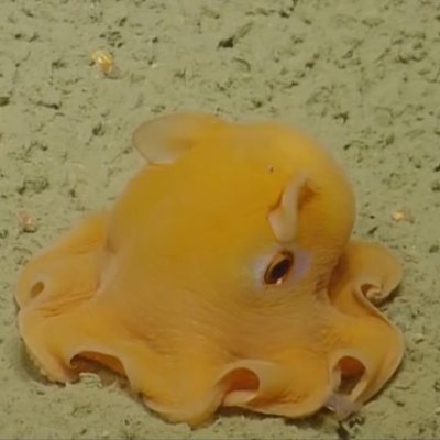 octopus789's profile picture. 