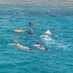 KWS Malindi Marine Park & Reserve (@kwsmalindim) Twitter profile photo KWS Malindi Marine Park & Reserve (@kwsmalindim) Twitter profile photo