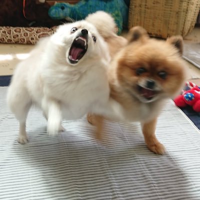 ぺんさんのプロフィール画像