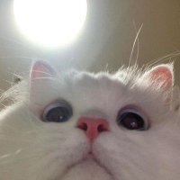 sigma cat (@apayabingungfr) 's Twitter Profile Photo sigma cat (@apayabingungfr) 's Twitter Profile Photo